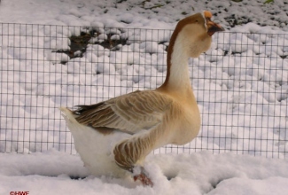 Aafrika ani, värvus buff, foto: http//www.holderreadfarm.com/photogallery/african-geese-p-1268.html