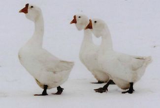Aafrika hani, värvus valge, foto: https://www.purelypoultry.com/white-african-geese-p-1268.html