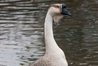 Aafrika hani, foto: https://www.wikiwand.com/en/African_goose