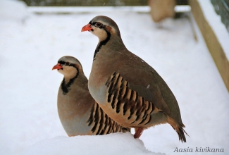 Aasia kivikana, foto Estfarm