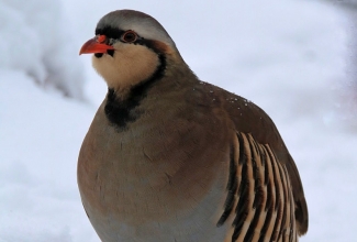 Aasia kivikana, foto Estfarm