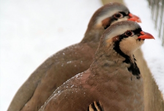 Aasia kivikana, foto Estfarm