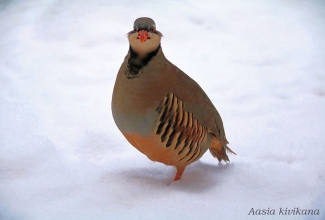 Aasia kivikana, foto Estfarm