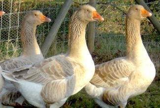 Ameerika buff hani, foto: https://www.waterfowl.org.uk/domestic-waterfowl/heavy-geese/american-buff-goose/