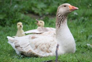 Ameerika buff hani, foto: https://forum.downsizer.net/viewtopic.php?t=77377&start=0