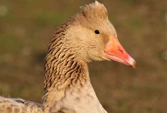 Ameerika õlevärviline tutiga hani, foto Estfarm