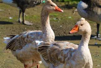 Ameerika õlevärviline tutiga hani, foto Estfarm