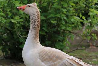 Ameerika õlevärviline tutiga hani, foto Estfarm