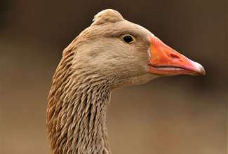 Ameerika õlevärviline tutiga hani, foto Estfarm