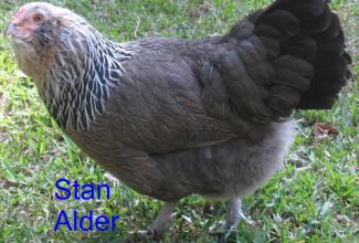 Ameraucana, foto: Stan Alder