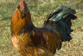 Ameraucana, foto: http://chickenpic.blogspot.com/2008/02/ameraucana-chickens-easter-egg-chicken.html