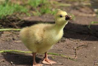Ameerika õlevärviline tutiga hanetibu, foto Estfarm