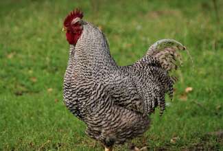 Amroksi kukk, foto Estfarm