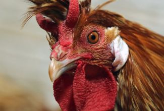 Appenzeller Spitzhauben kukk, foto Estfarm