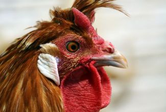 Appenzeller Spitzhauben kukk, foto Estfarm