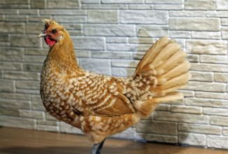 Foto: Estfarm (chamois spangled kana)