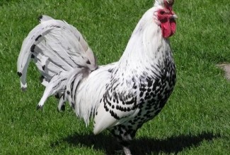 Foto: Manuela Silvestro (silver spangled kukk)