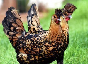 Foto: Imogene Frazier(gold spangled kana)