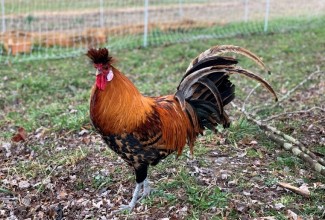 Foto: https://www.halefamily.farm/(golden spangled kukk