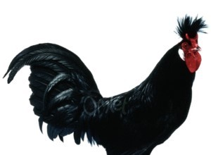 Foto: https://www.omlet.com.au/