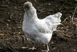 Kasvatatavad kanatõud, Lavendel Araucana kana