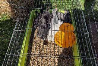 Atla-Moisa-Puhapaevalaat-11