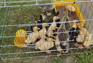 Atla-Moisa-Puhapaevalaat-65