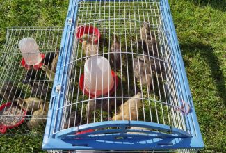 Atla-Moisa-Puhapaevalaat-8