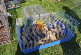 Atla-Moisa-Puhapaevalaat-9