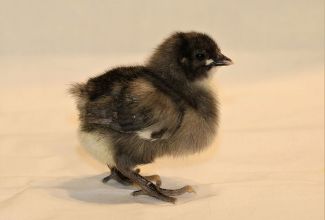 Australorp sinine 5 päevan,e tibu, foto Estfarm