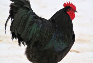 Australorbi kukk, foto Estfarm