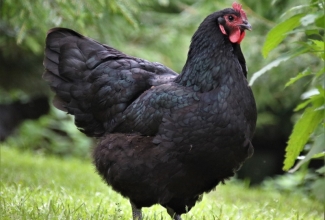 Australorp, foto Estfarm