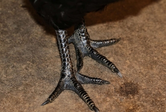 Kasvatatavad tõud, Ayam Cemani jalad, foto Estfarm