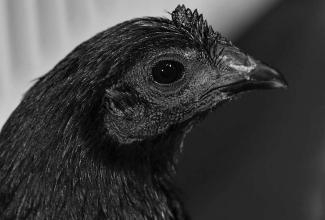 Ayam Cemani, foto Estfarm
