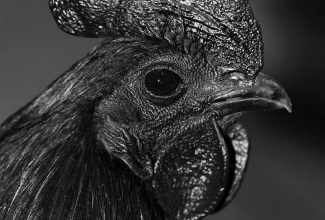 Ayam Cemani, foto Estfarm