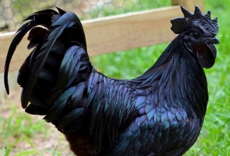 Kasvatatavad tõud, Ayam Cemani, foto ShinyNickel/Imgur