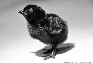 Ayam Cemani tibu, foto Estfarm