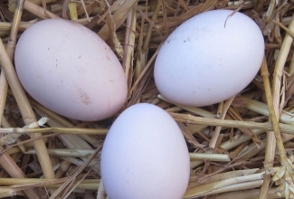 Kasvatatavad tõud, Ayam Cemani munad, foto Chickenhill