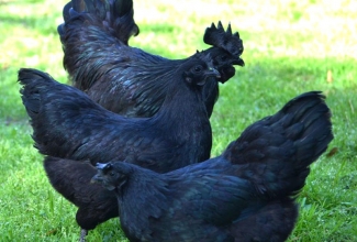 Kasvatatavad tõud, Ayam Cemani, foto Munchies -Ethan Harfenist