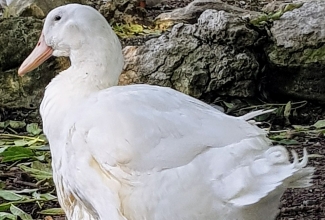 https://commons.wikimedia.org/wiki/File:Aylesbury_duck_at_Mudchute_Farm,_September_2017_(49357919253).jpg
