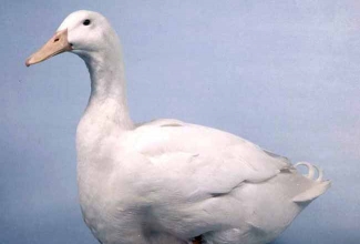 Aylesbury part, foto poultrykeeper.com