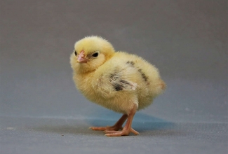 Barbu d'Anvers tibu 1 päevane, foto Estfarm