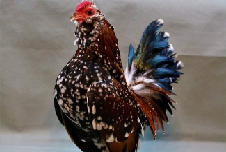 Barbu d'Anvers kukk, foto Estfarm