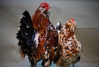 Barbu d'Anvers kana ja kukk, foto Estfarm