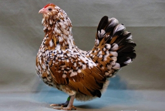 Barbu d'Anvers kana, foto Estfarm