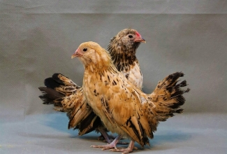 Barbu d'Anvers noorlinnud, foto Estfarm