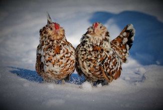 Barbu d'Anvers kanad, foto Estfarm