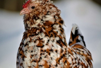 Barbu d'Anvers kana, foto Estfarm