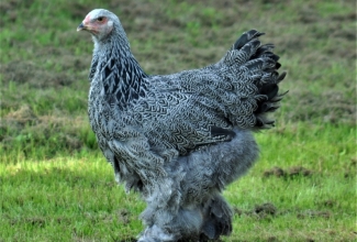 Braama, värvus dark, foto Estfarm