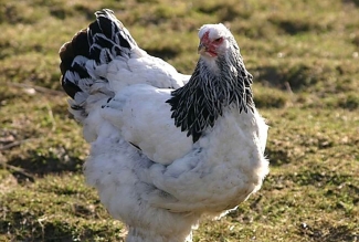 Kasvatatavad tõud, kodulinnud, Columbia braama kana